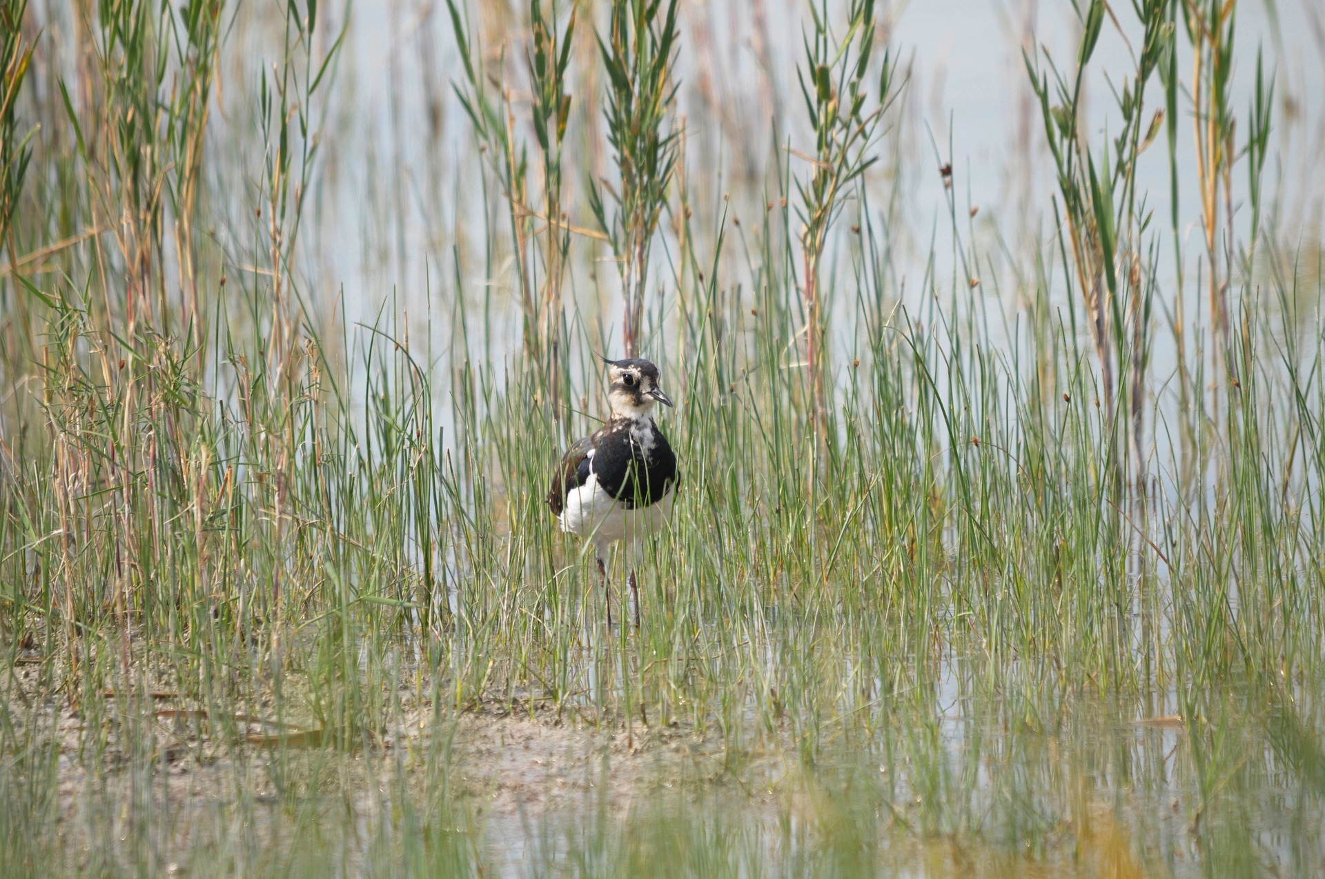 birdwatch_02